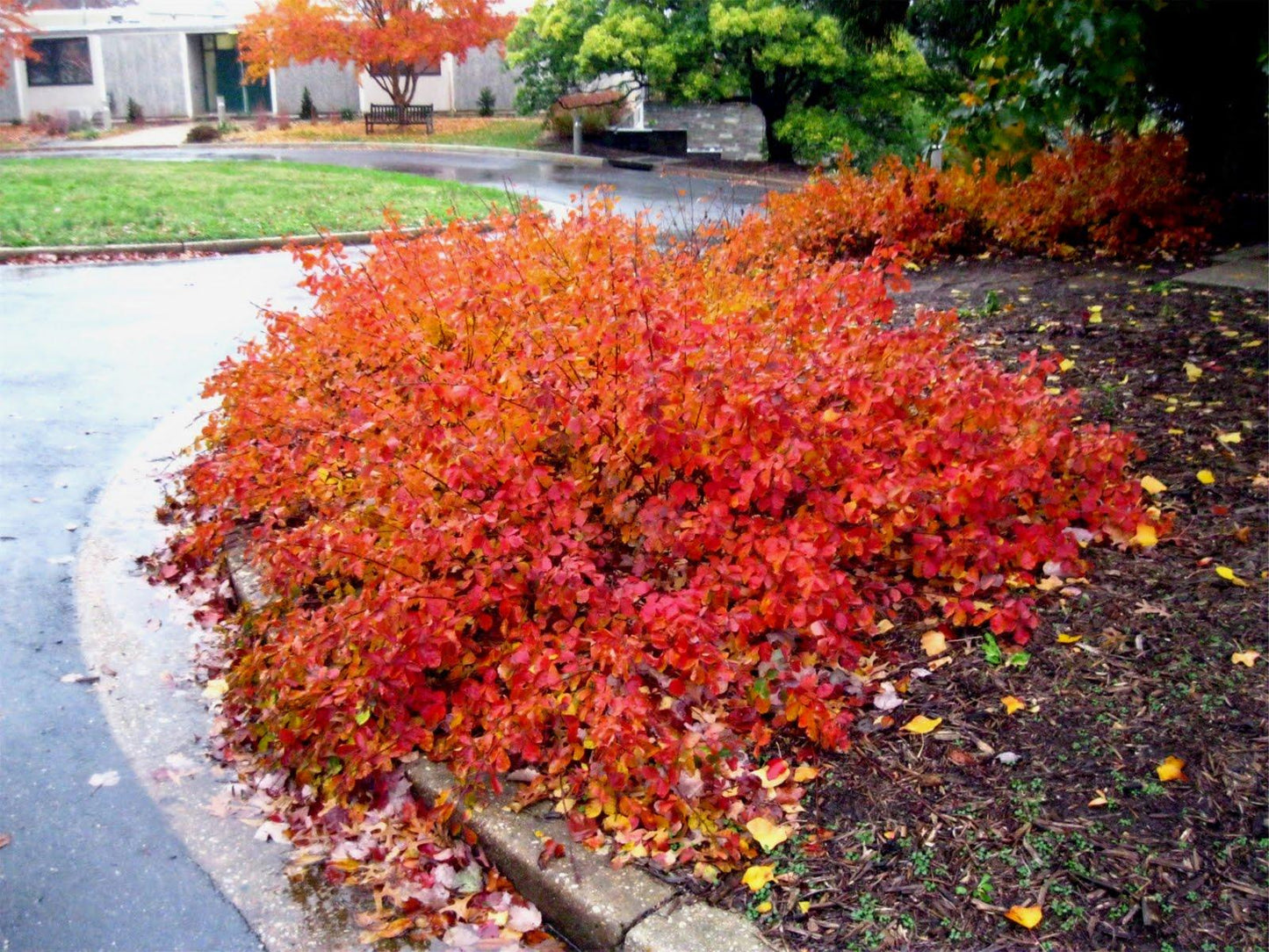 Rhus Aromatica Gro Low - View 6 from www redcrocus com