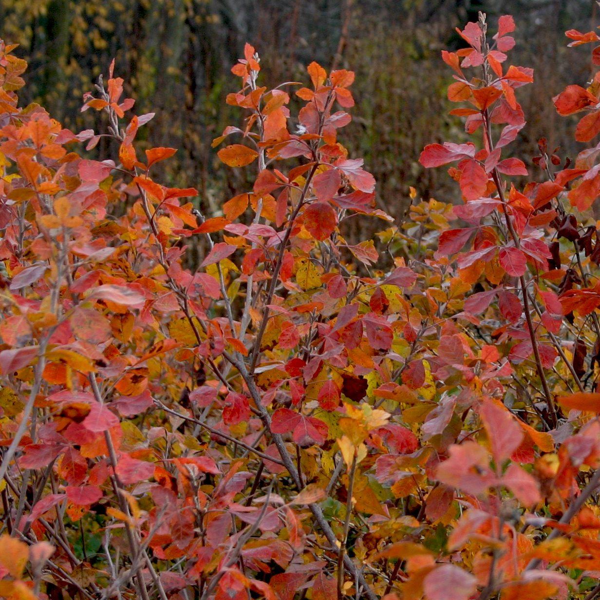 Rhus Aromatica Gro Low - View 8 from www redcrocus com