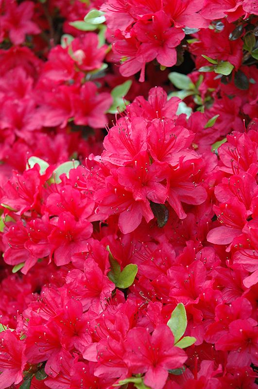 Azalea Hino Crimson - View 10 from www redcrocus com