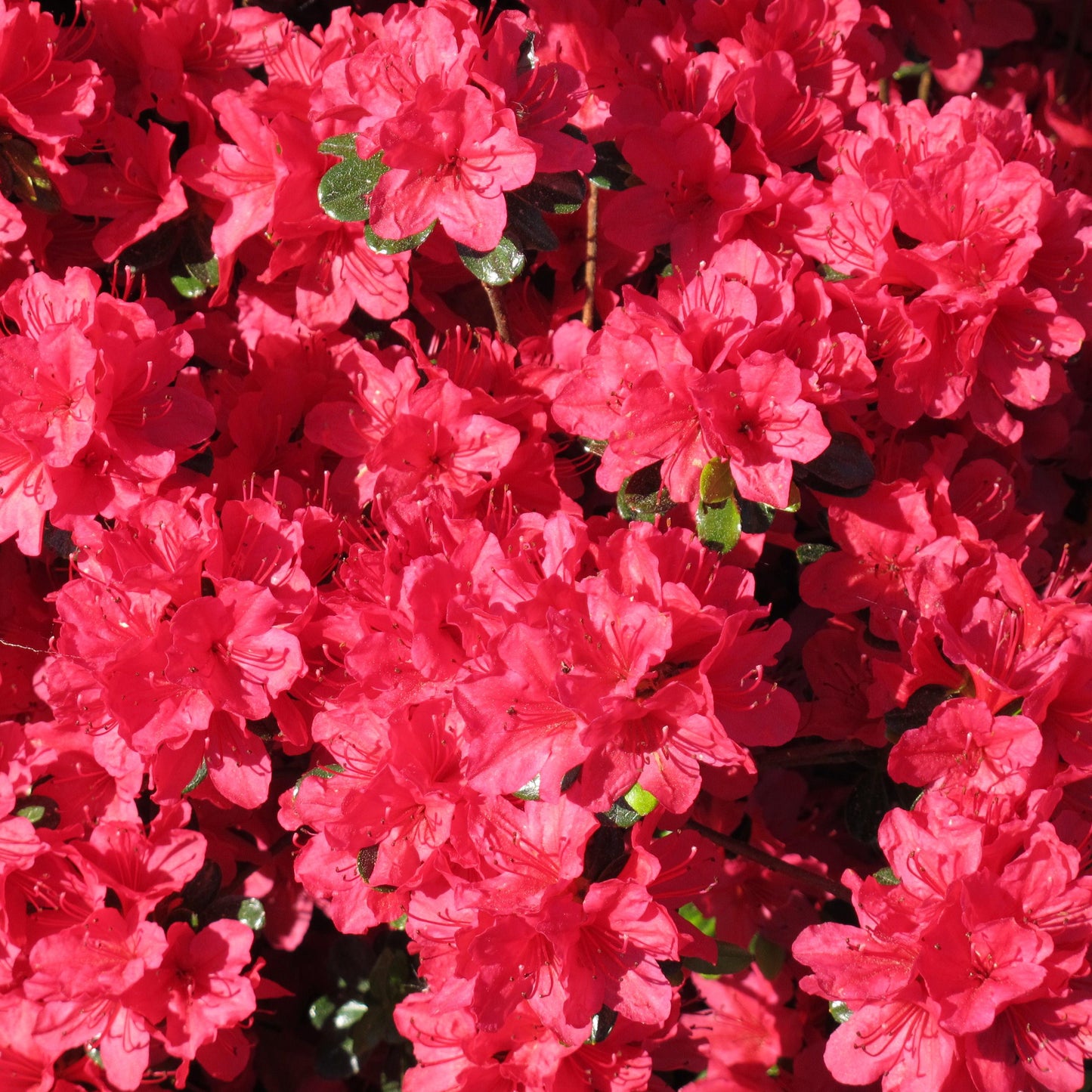 Azalea Hino Crimson - View 12 from www redcrocus com