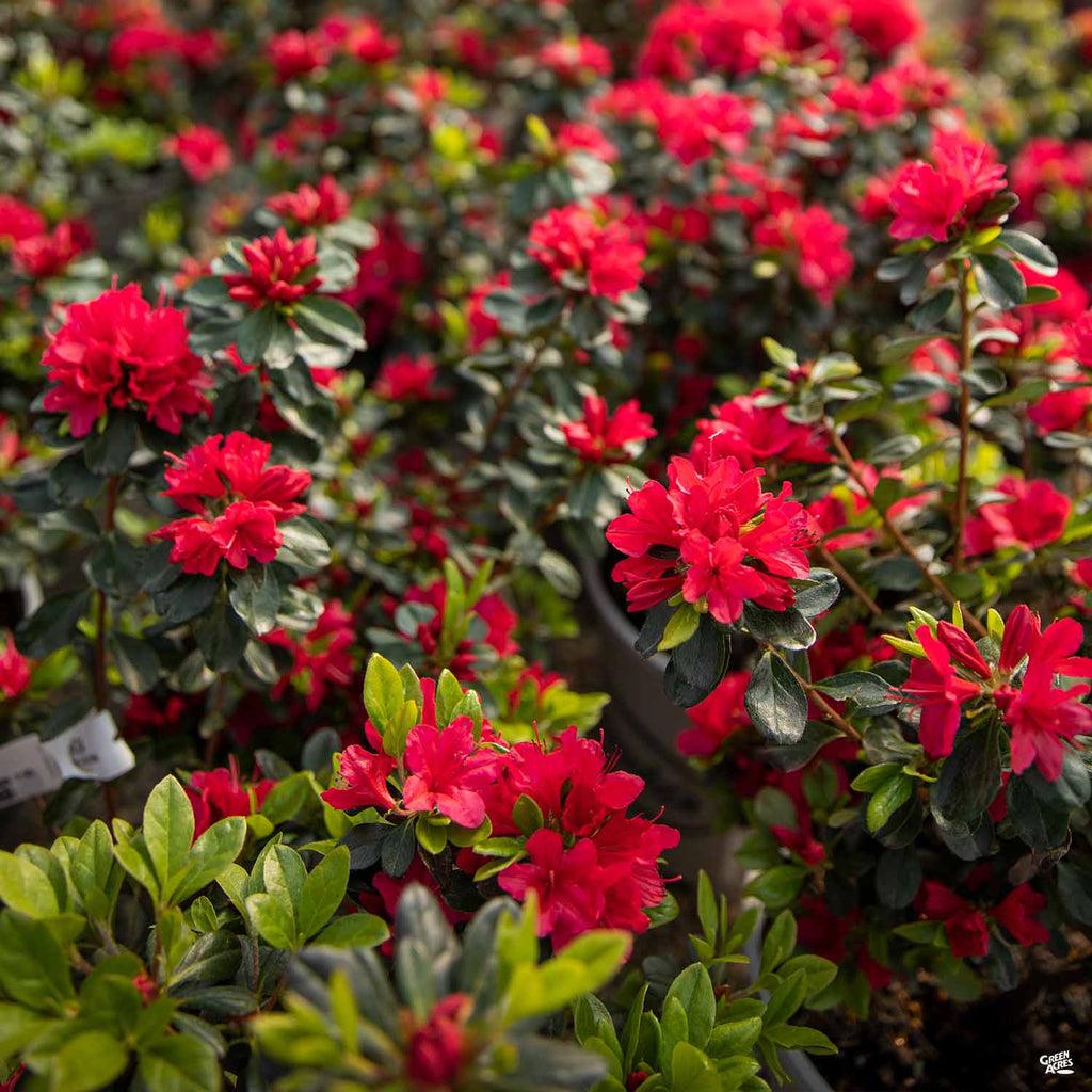 Azalea Hino Crimson - View 15 from www redcrocus com