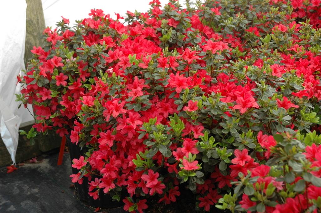 Azalea Hino Crimson - View 4 from www redcrocus com