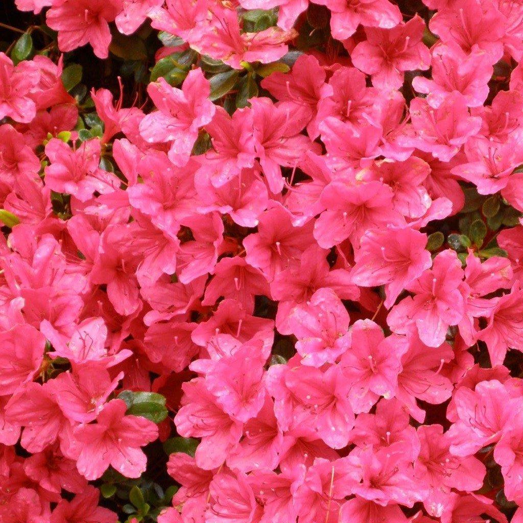 Azalea Hino Crimson - View 5 from www redcrocus com