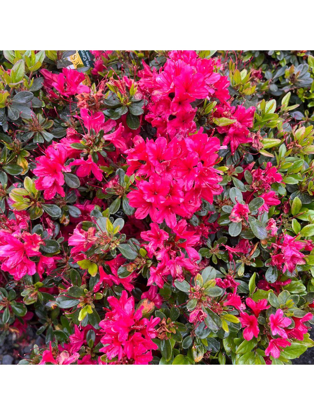 Azalea Hino Crimson - View 7 from www redcrocus com