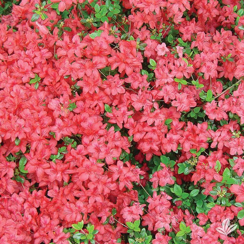Azalea Stewartstonian - View 15 from www redcrocus com