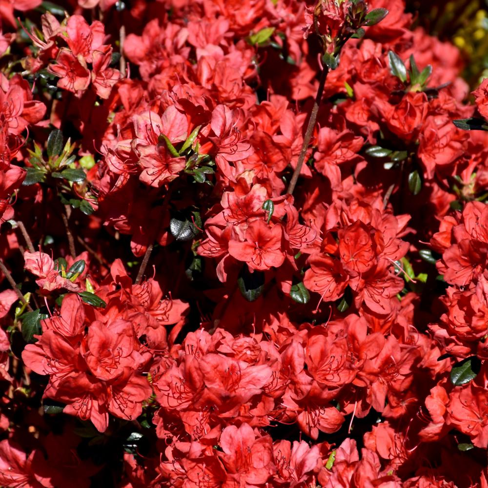 Azalea Stewartstonian - View 16 from www redcrocus com