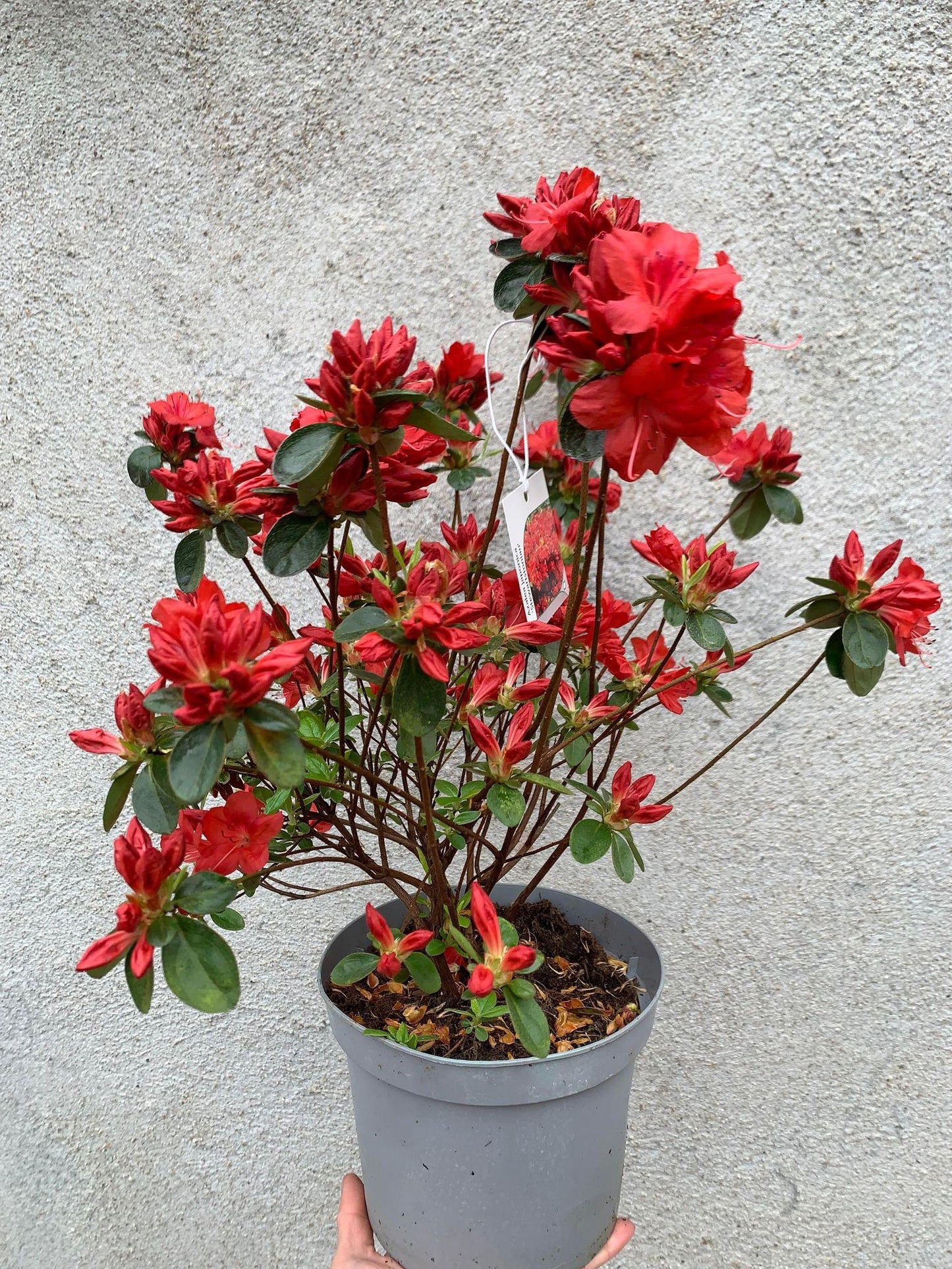 Azalea Stewartstonian - View 18 from www redcrocus com