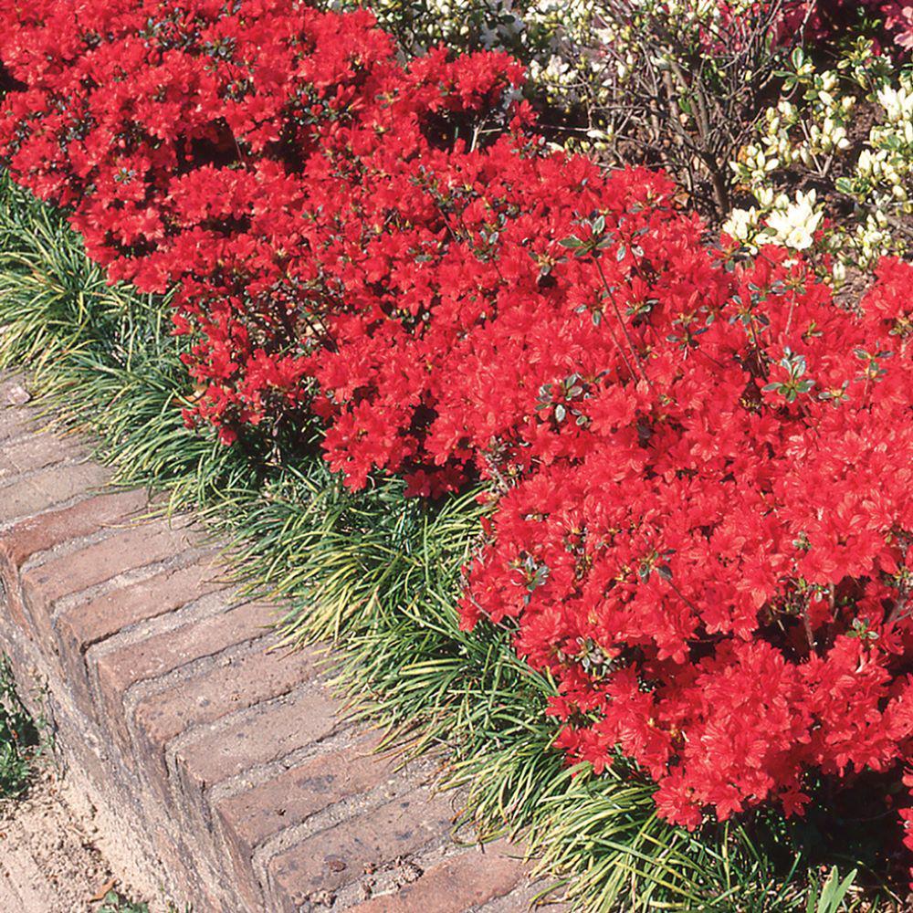 Azalea Stewartstonian - View 6 from www redcrocus com