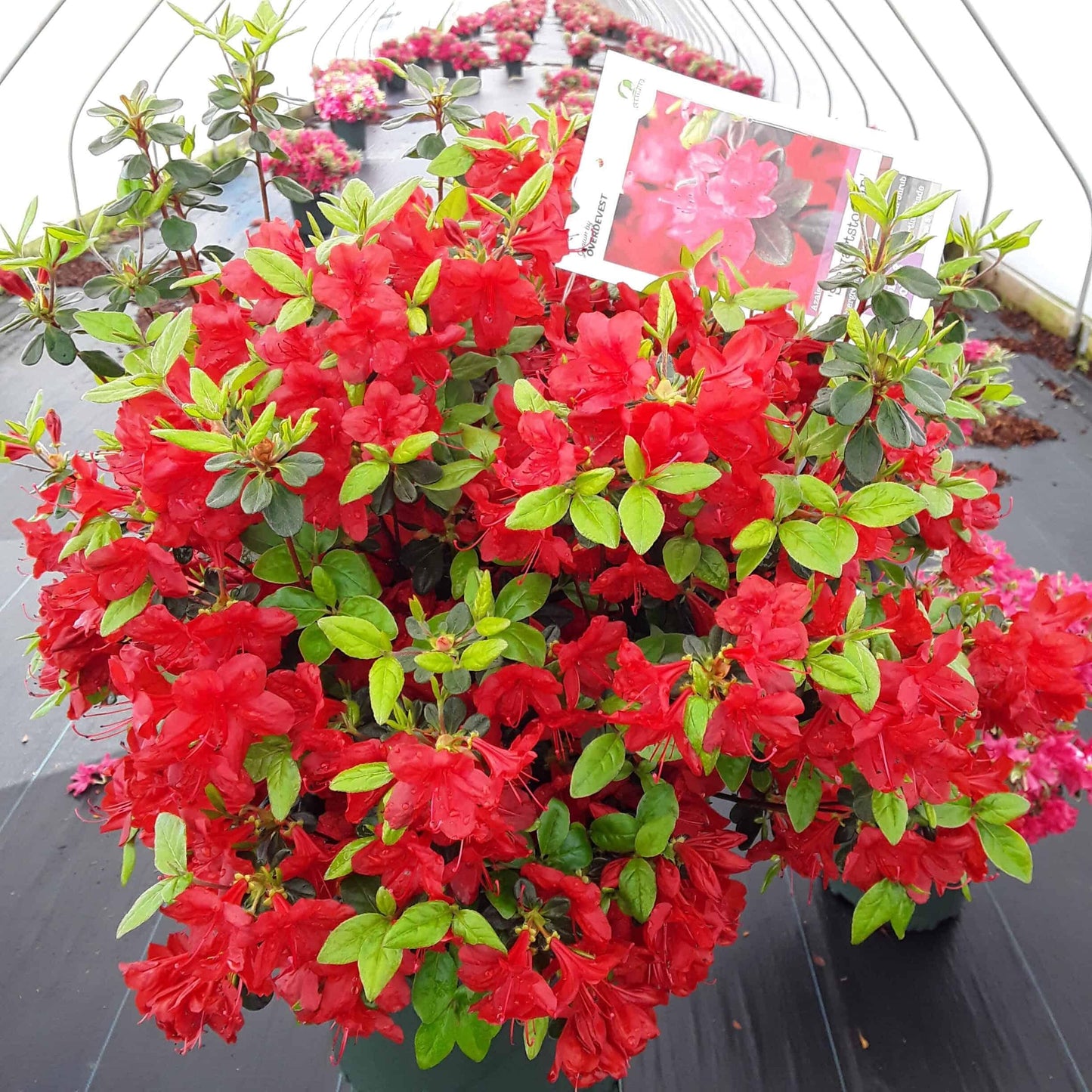 Azalea Stewartstonian - View 8 from www redcrocus com