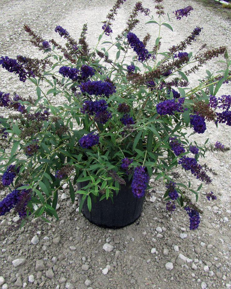 Buddleia Davidii Black Knight - View 14 from www redcrocus com