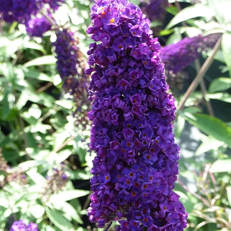 Buddleia Davidii 'black Knight' - View 6 from www redcrocus com