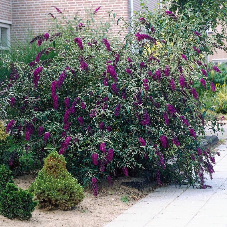 Buddleia Davidii 'black Knight' - View 9 from www redcrocus com