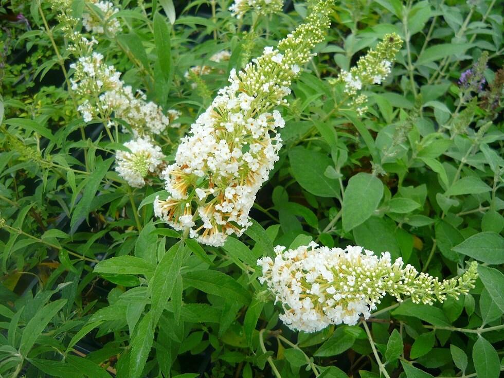 Buddleia Davidii White Profusion - View 11 from www redcrocus com
