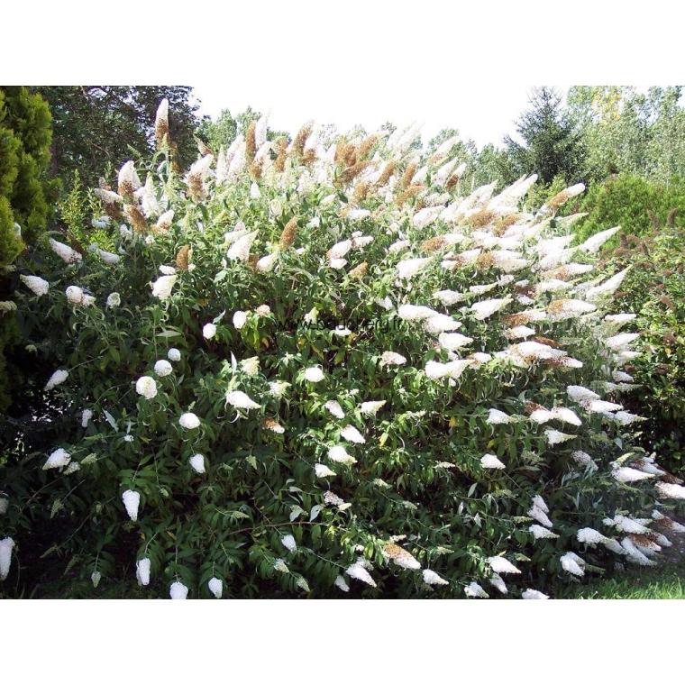 Buddleia Davidii White Profusion - View 12 from www redcrocus com