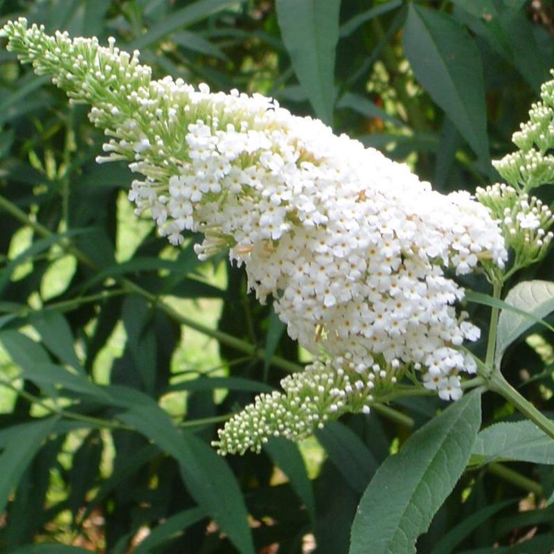 Buddleia Davidii White Profusion - View 13 from www redcrocus com