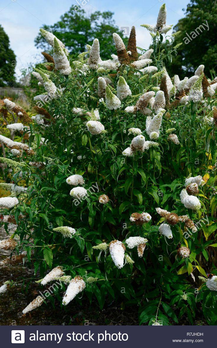 Buddleia Davidii White Profusion - View 15 from www redcrocus com