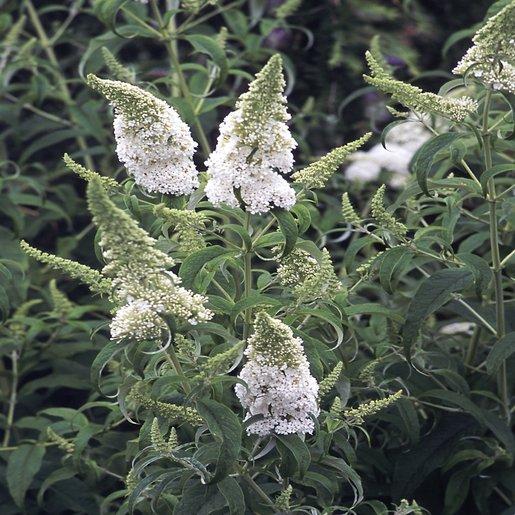 Buddleia Davidii White Profusion - View 17 from www redcrocus com