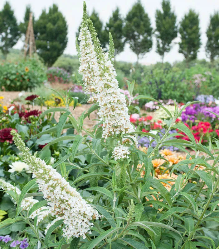 Buddleia Davidii White Profusion - View 1 from www redcrocus com