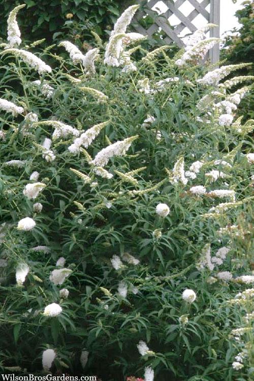 Buddleia Davidii White Profusion - View 2 from www redcrocus com