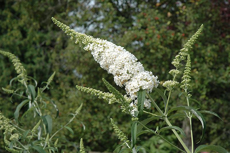 Buddleia Davidii White Profusion - View 3 from www redcrocus com