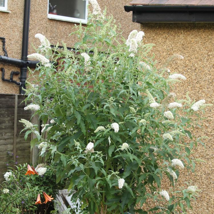 Buddleia Davidii White Profusion - View 4 from www redcrocus com