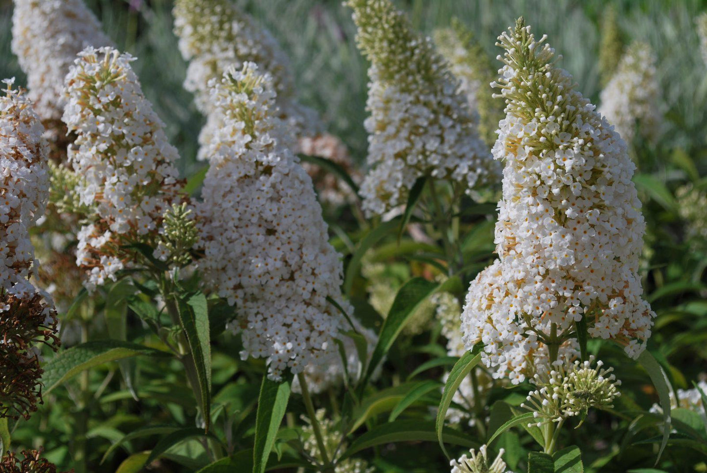 Buddleia Davidii White Profusion - View 5 from www redcrocus com