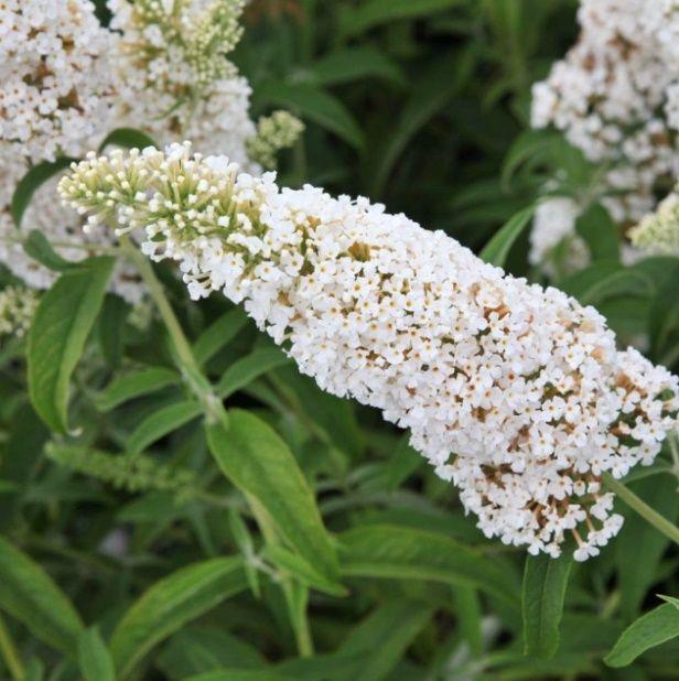 Buddleia Davidii White Profusion - View 6 from www redcrocus com