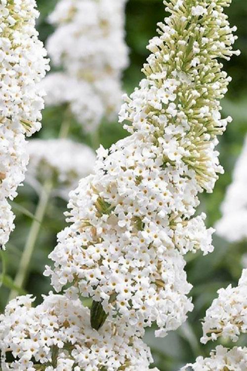 Buddleia Davidii White Profusion - View 8 from www redcrocus com