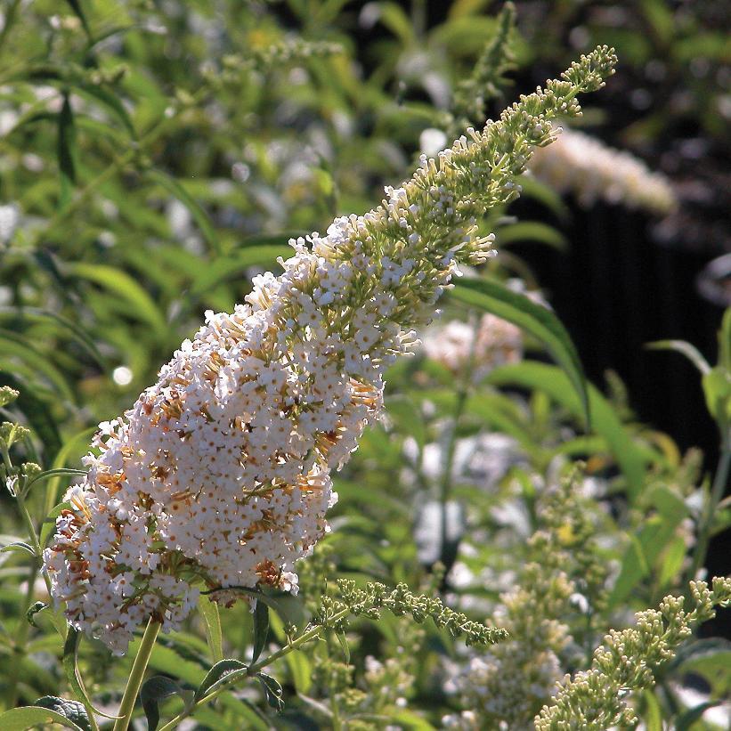 Buddleia Davidii White Profusion - View 9 from www redcrocus com