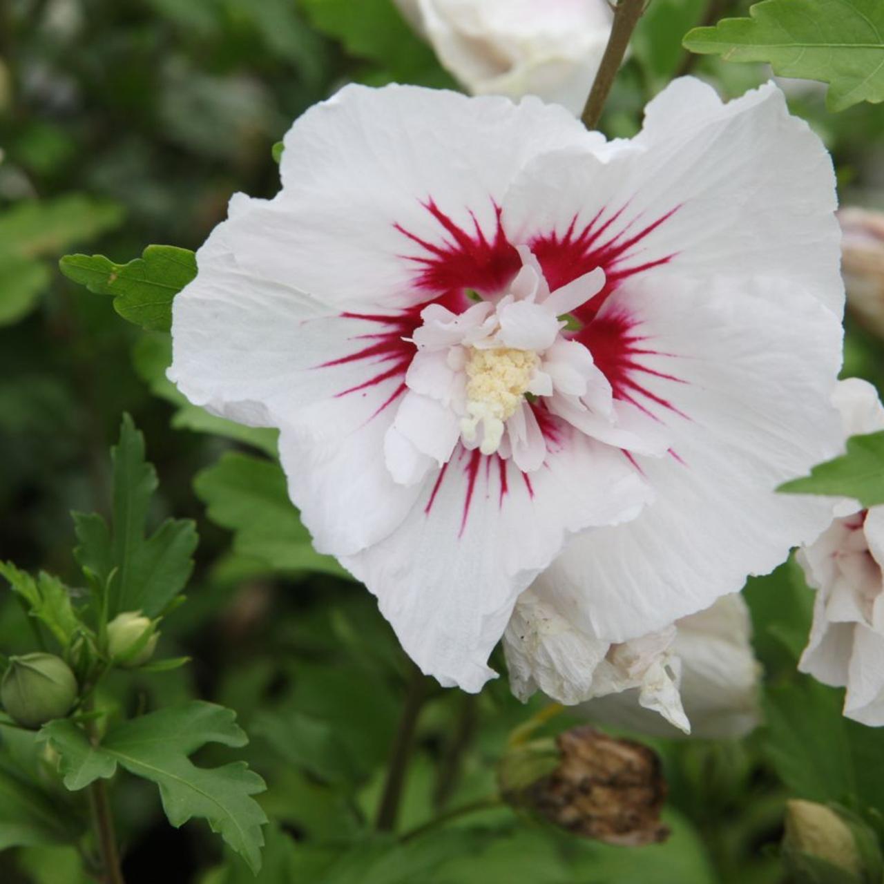 Hibiscus Syriacus 'red Heart' - View 10 from www redcrocus com