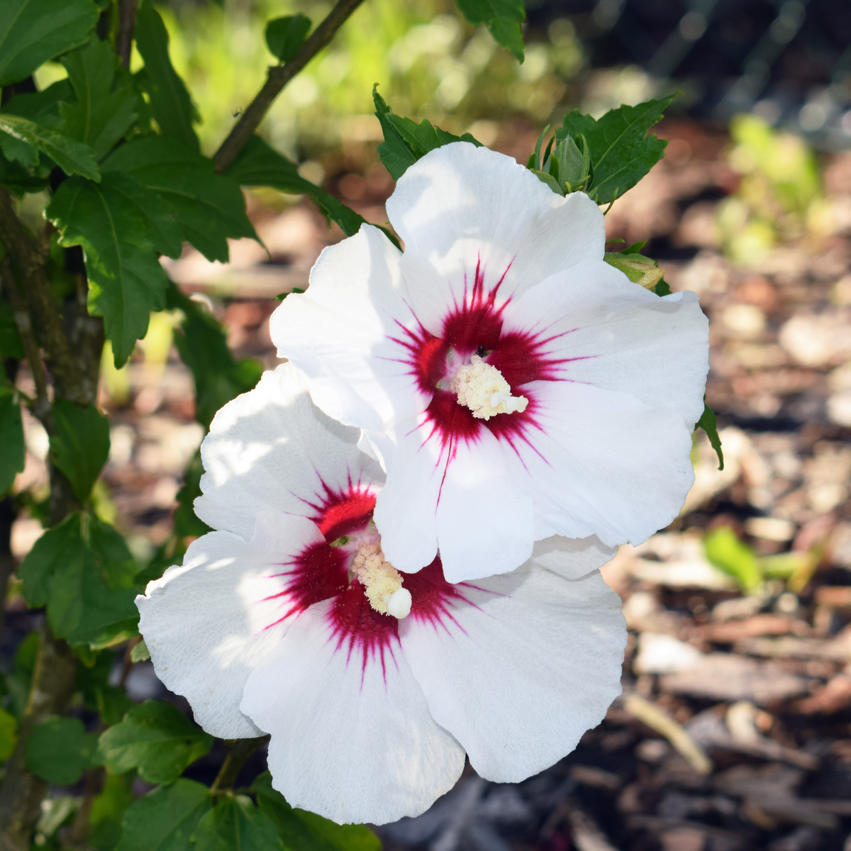 Hibiscus Syriacus 'red Heart' - View 12 from www redcrocus com