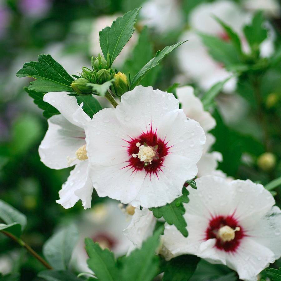 Hibiscus Syriacus 'red Heart' - View 14 from www redcrocus com