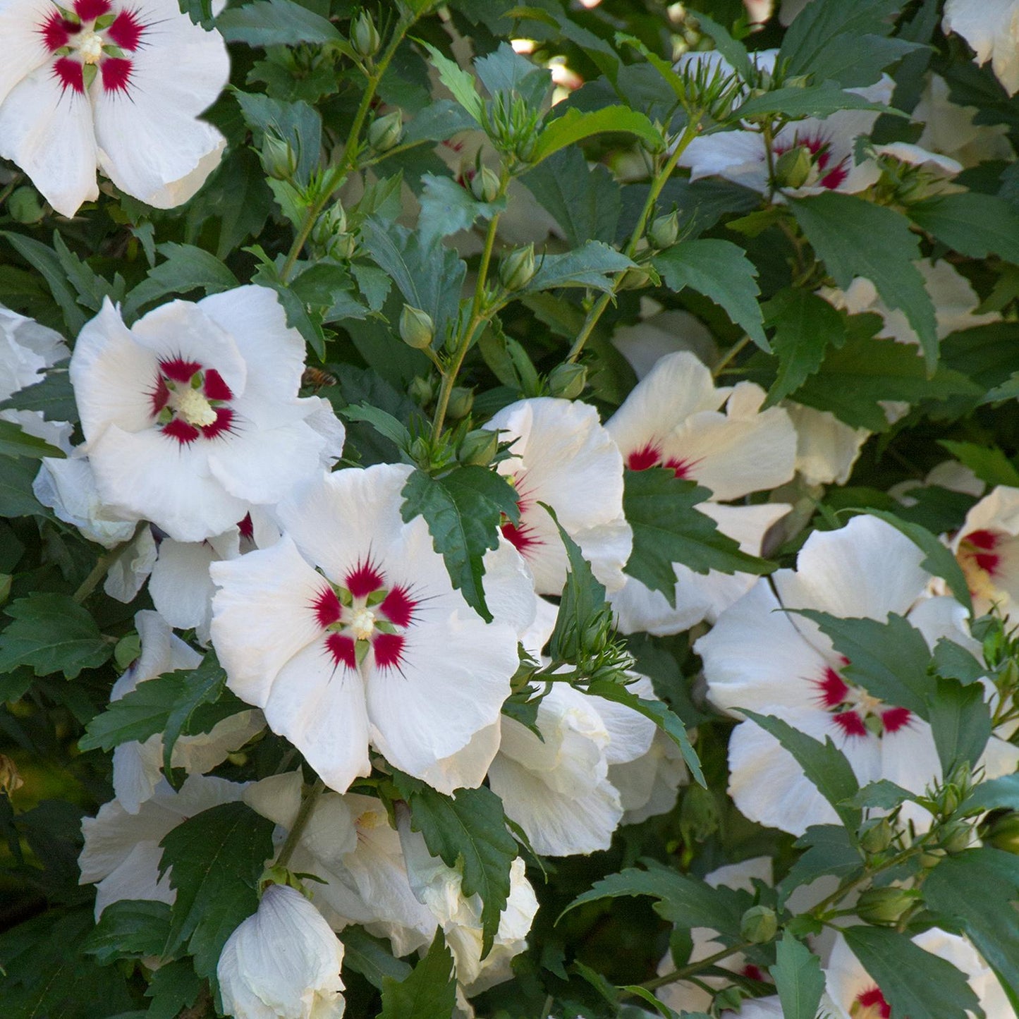 Hibiscus Syriacus 'red Heart' - View 17 from www redcrocus com