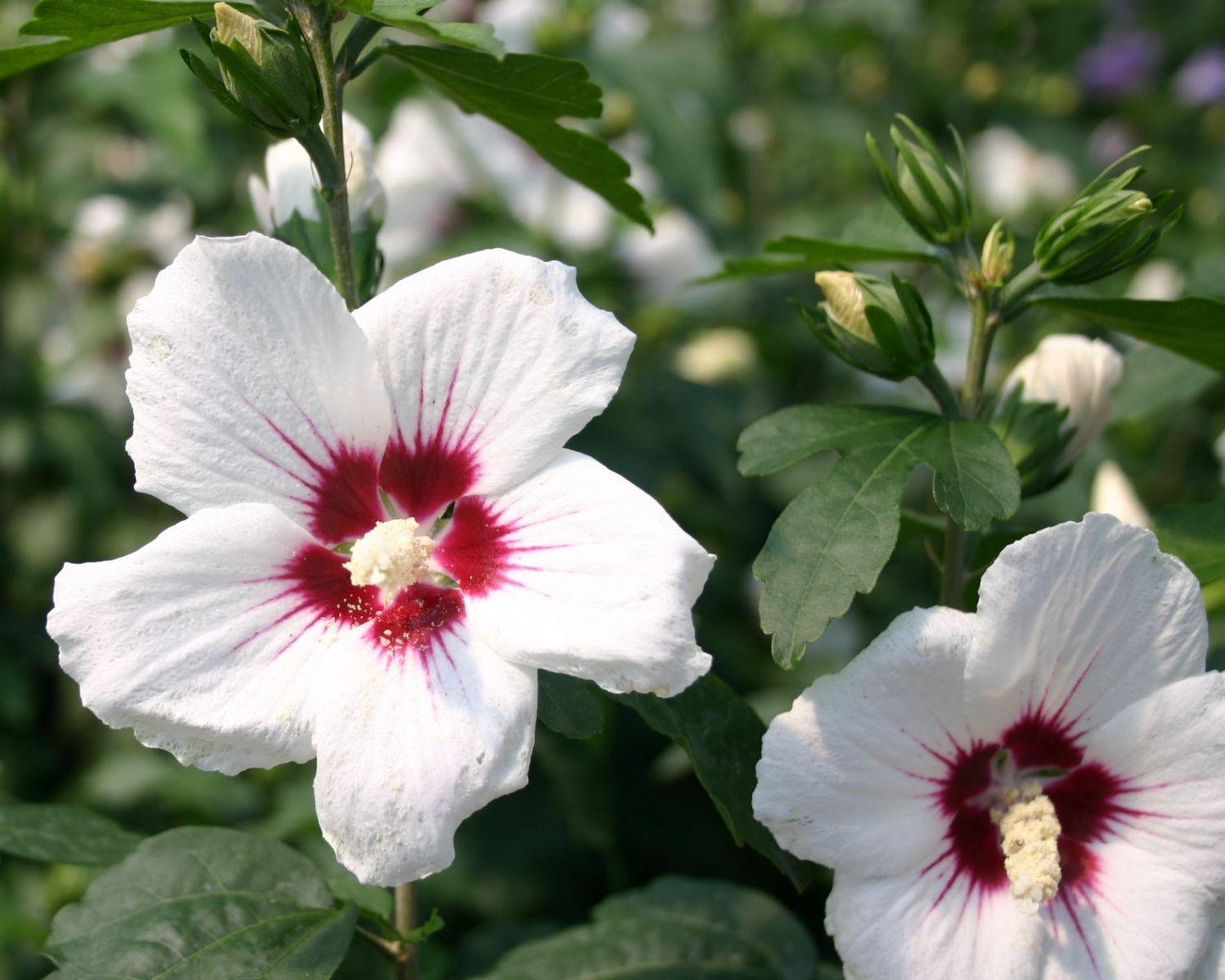 Hibiscus Syriacus 'red Heart' - View 2 from www redcrocus com