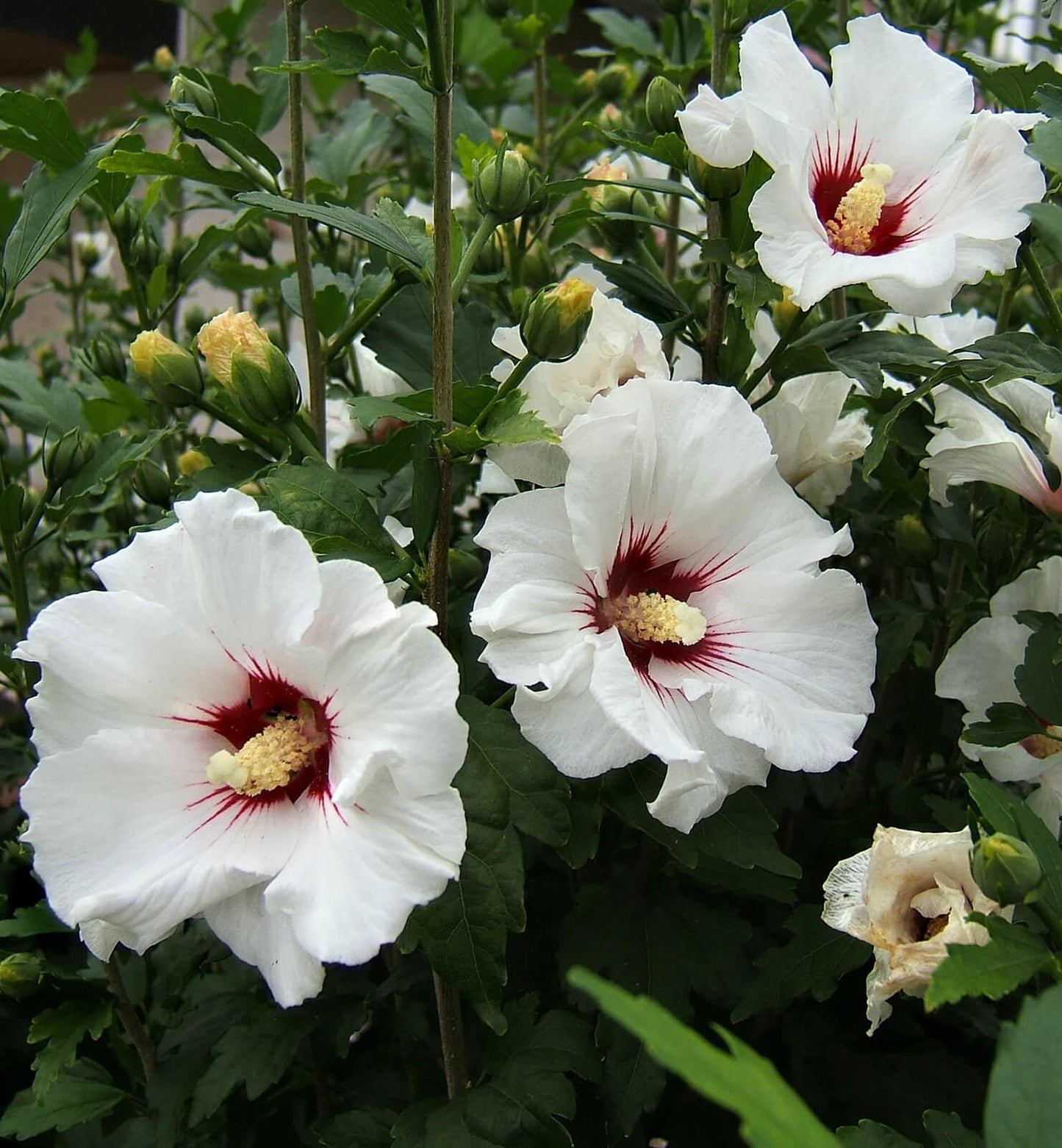 Hibiscus Syriacus 'red Heart' - View 4 from www redcrocus com