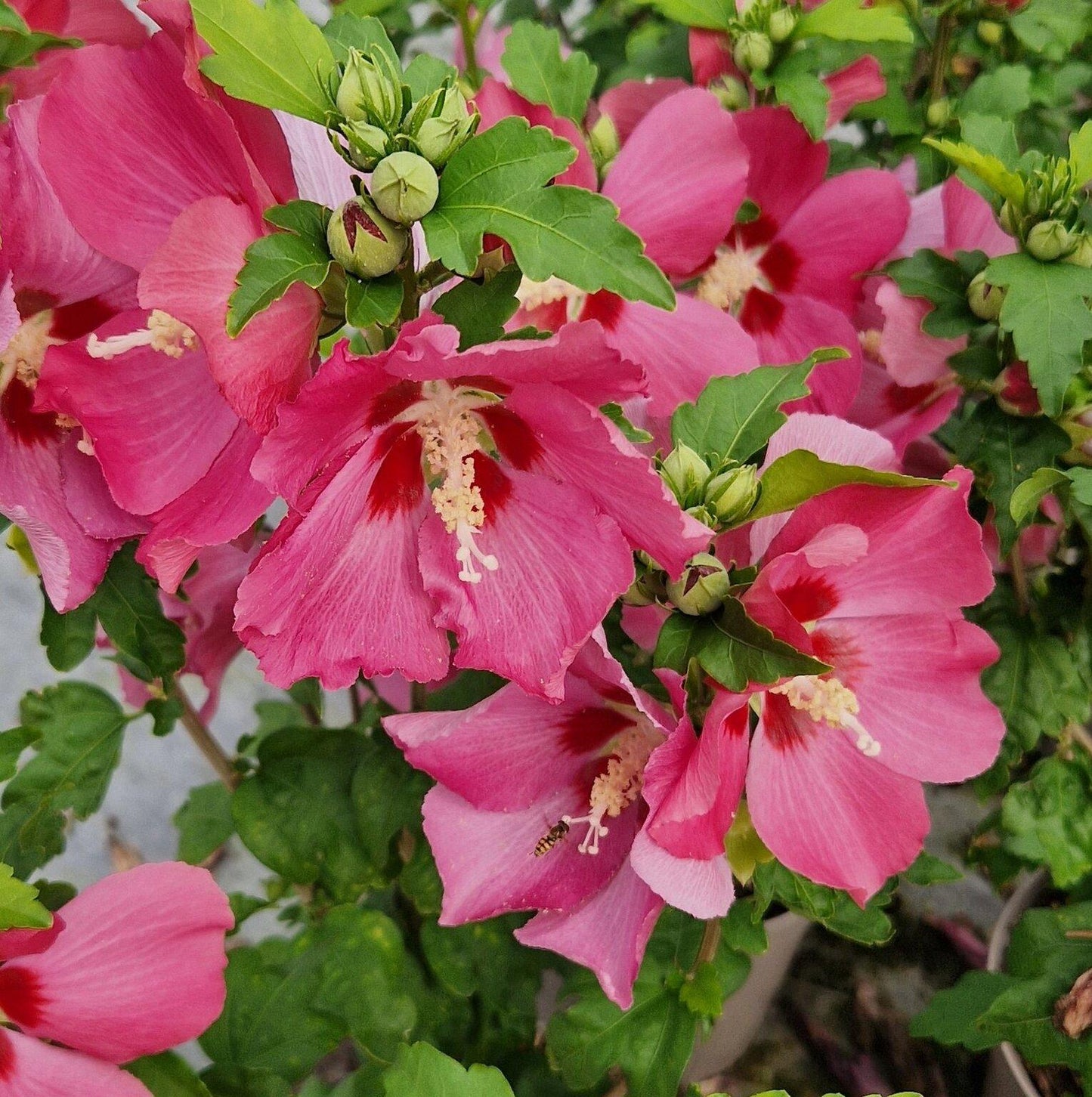 Hibiscus Syriacus 'red Heart' - View 7 from www redcrocus com