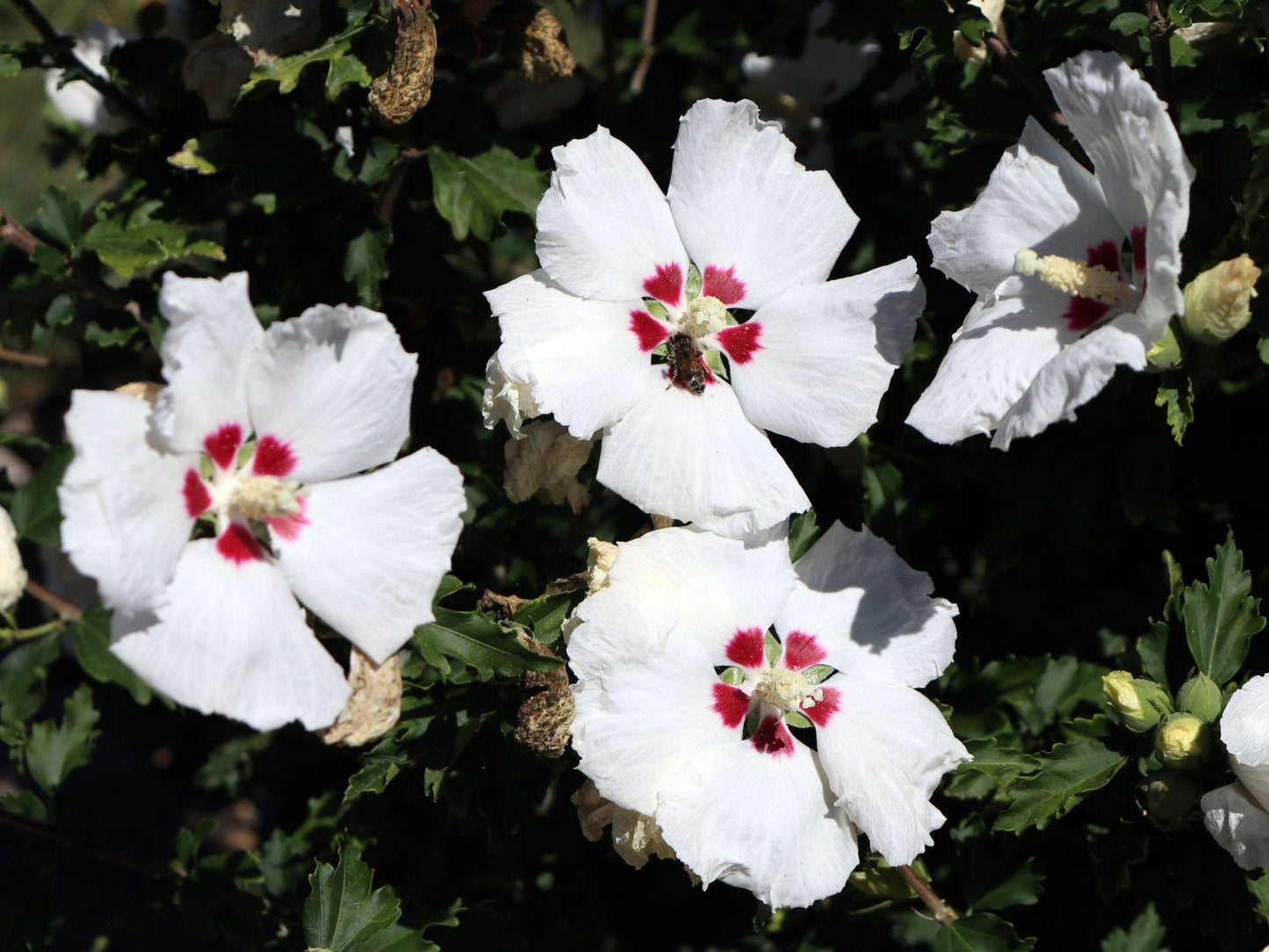 Hibiscus Syriacus 'red Heart' - View 9 from www redcrocus com