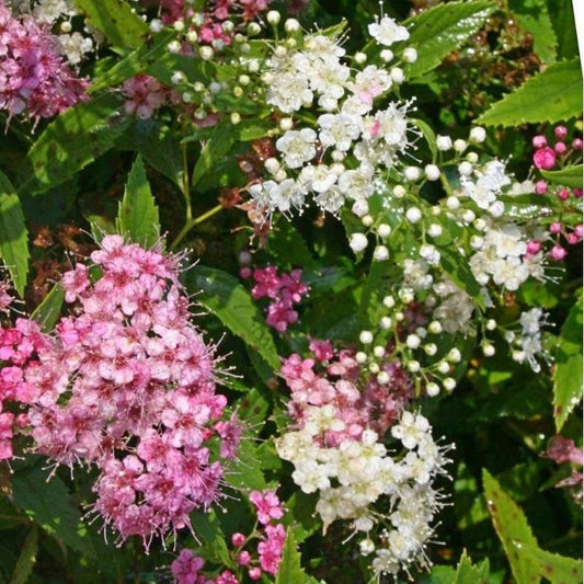 Spirea Japonica Shirobana - View 10 from www redcrocus com