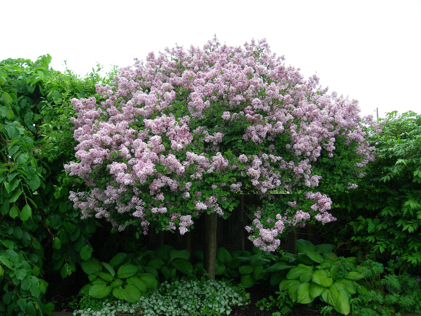 Syringa Meyeri Palibin - View 11 from www redcrocus com