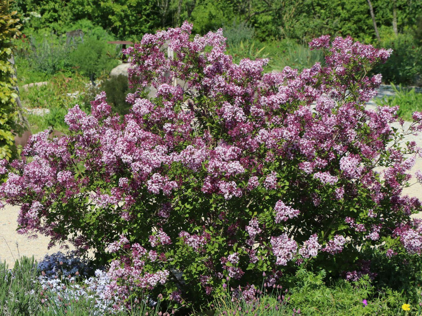 Syringa Meyeri Palibin - View 12 from www redcrocus com