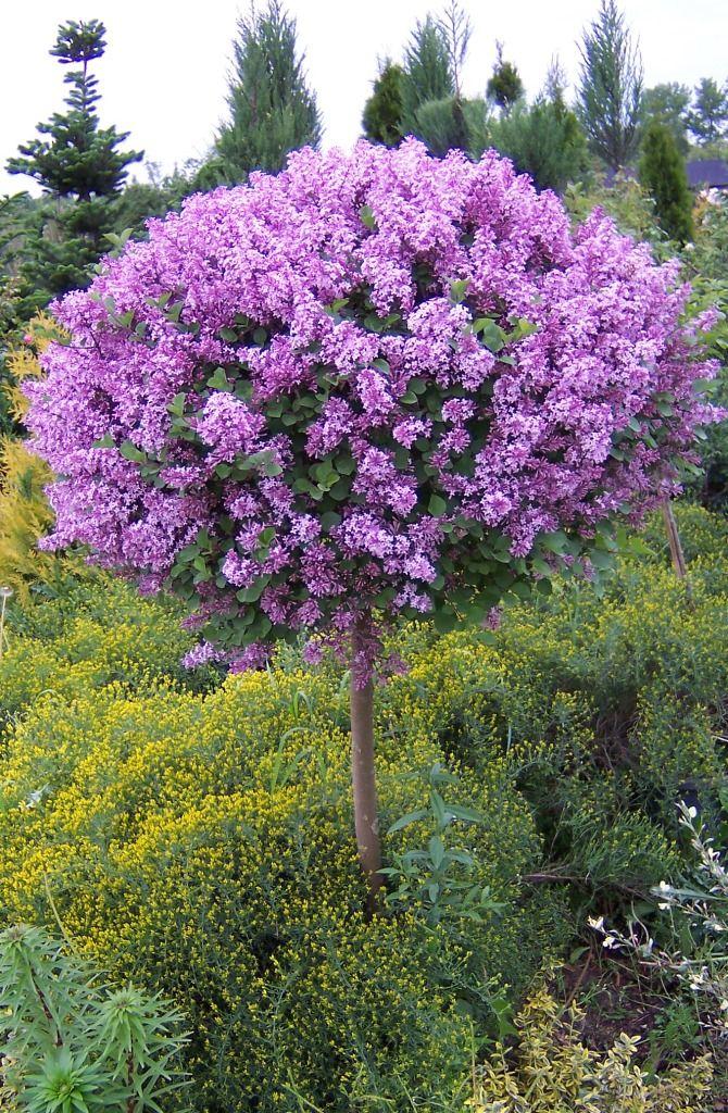 Syringa Meyeri Palibin - View 14 from www redcrocus com