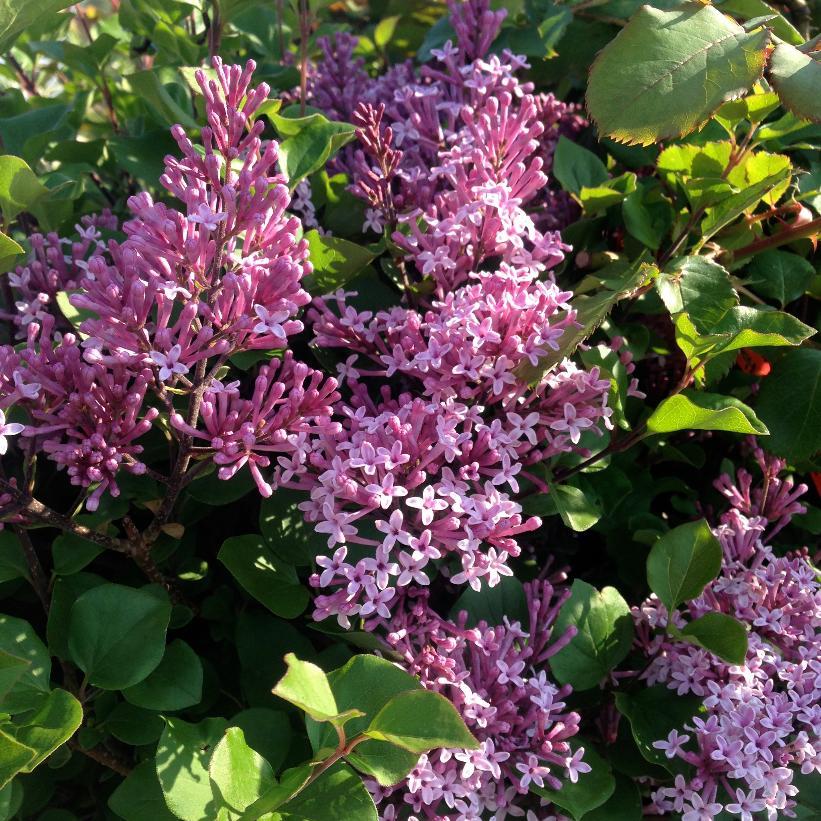 Syringa Meyeri Palibin - View 18 from www redcrocus com