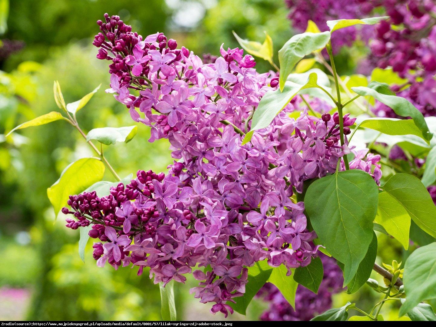 Syringa Meyeri Palibin - View 19 from www redcrocus com