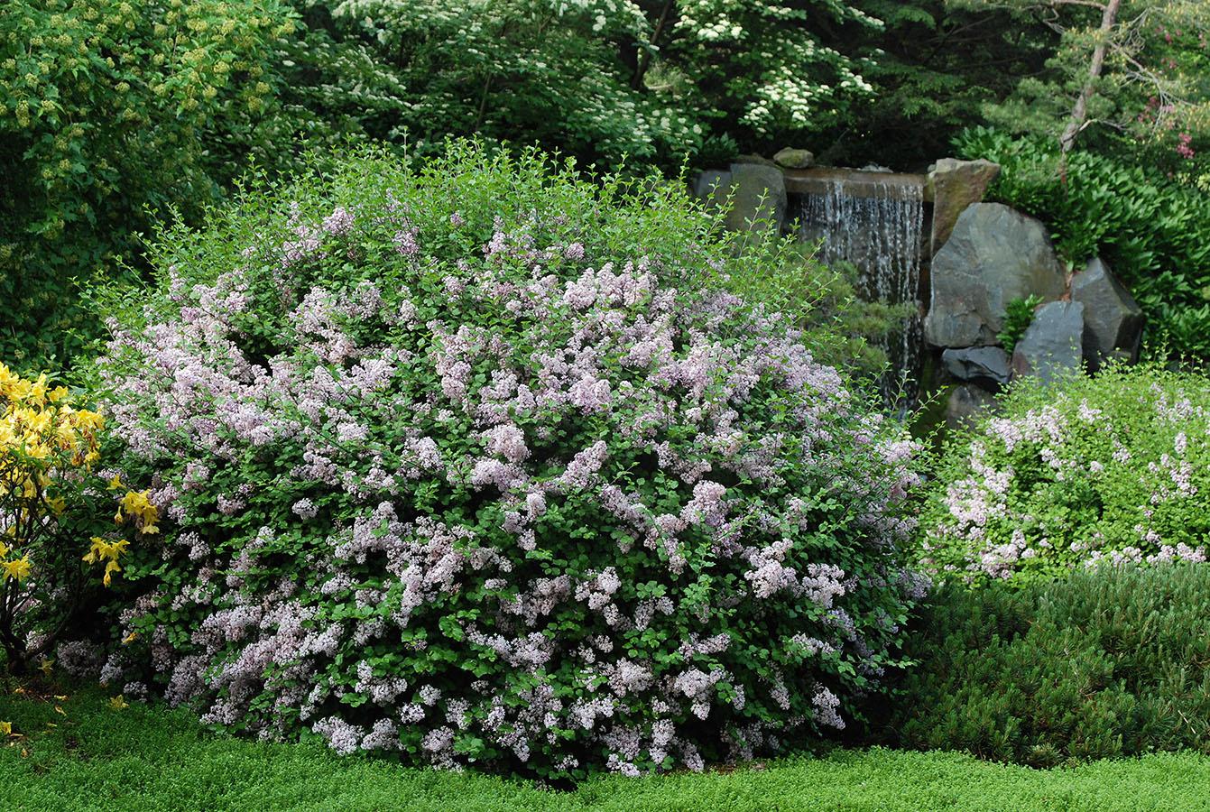 Syringa Meyeri Palibin - View 1 from www redcrocus com