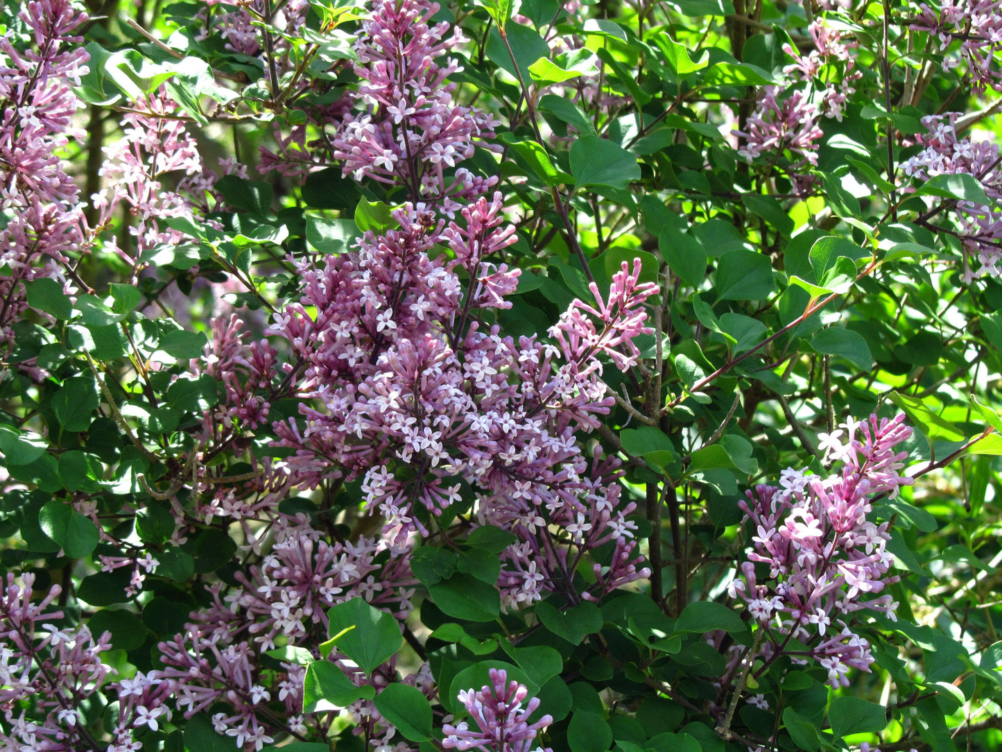 Syringa Meyeri Palibin - View 4 from www redcrocus com
