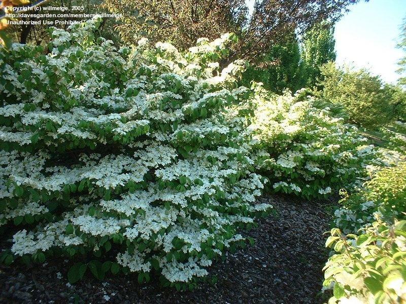 Viburnum Plicatum Var Tomentosum Shasta - View 15 from www redcrocus com