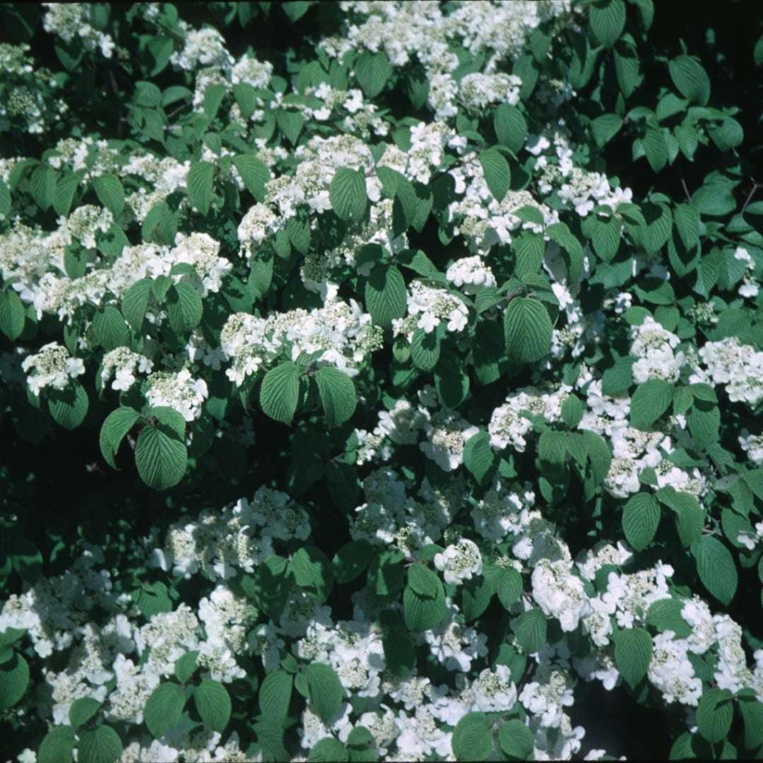 Viburnum Plicatum Var Tomentosum 'shasta' - View 10 from www redcrocus com