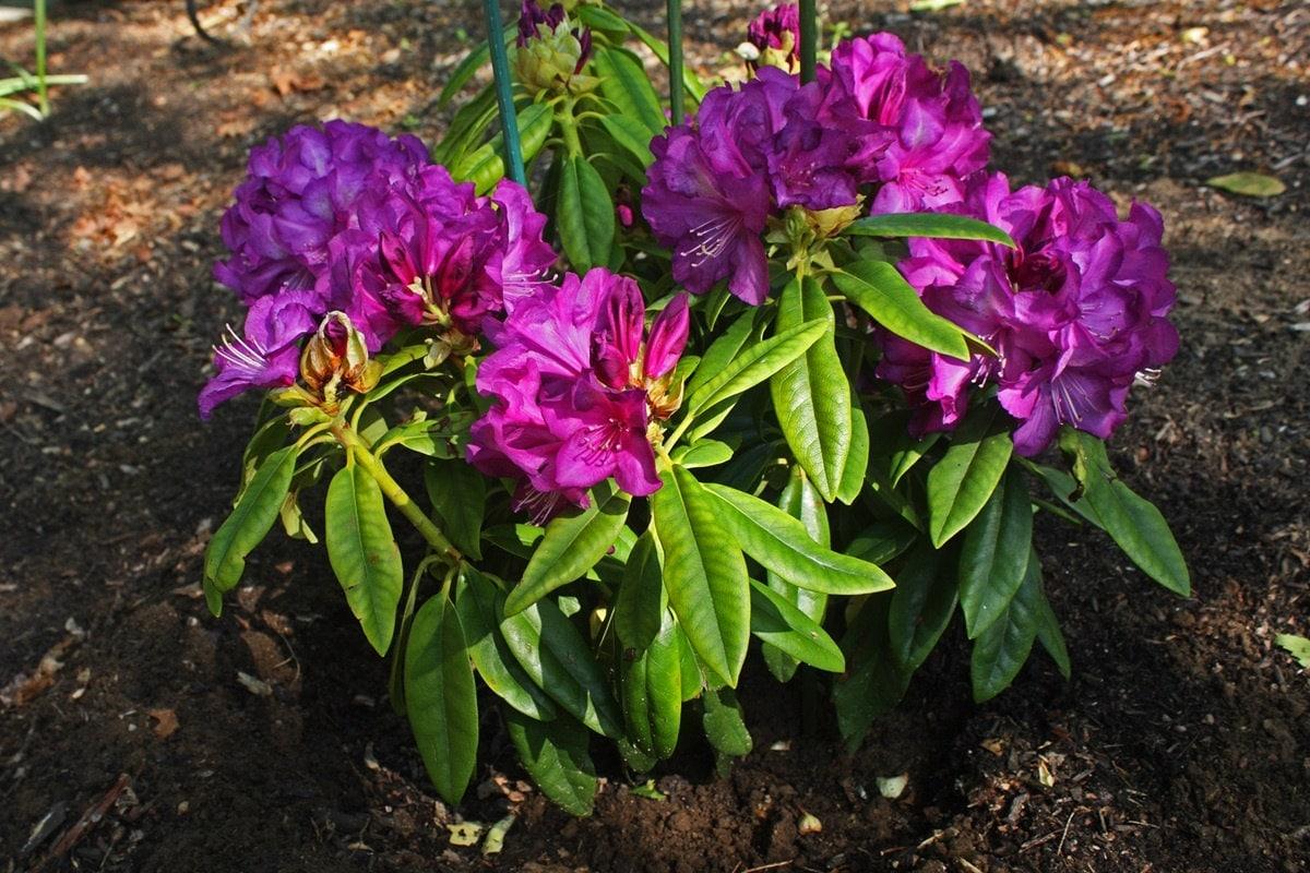 Rhododendron Purple Passion - View 10 from www redcrocus com