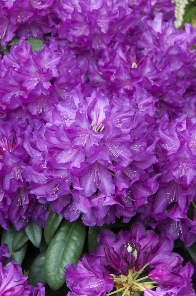 Rhododendron Purple Passion - View 12 from www redcrocus com