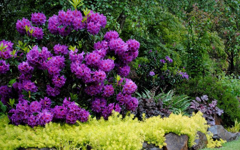 Rhododendron Purple Passion - View 13 from www redcrocus com